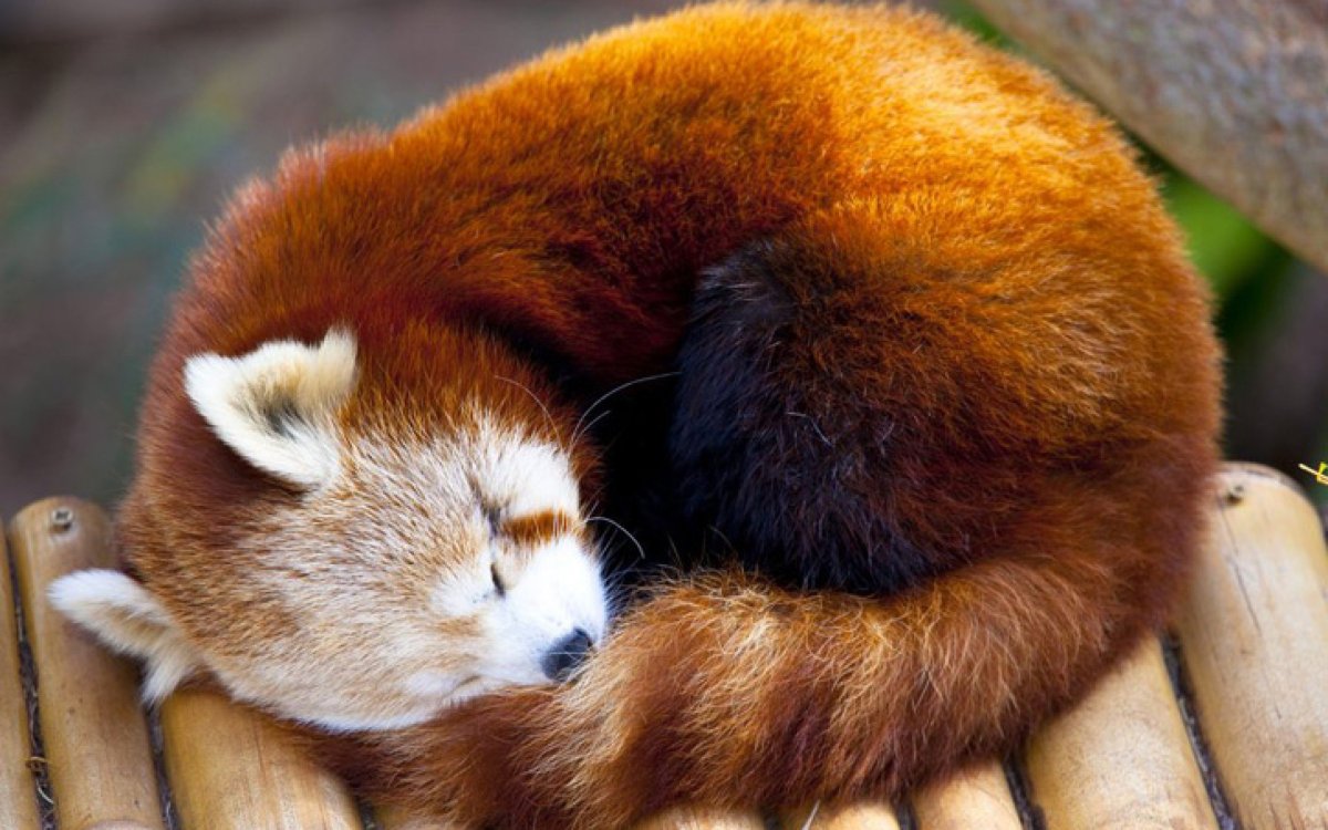 Red Panda House