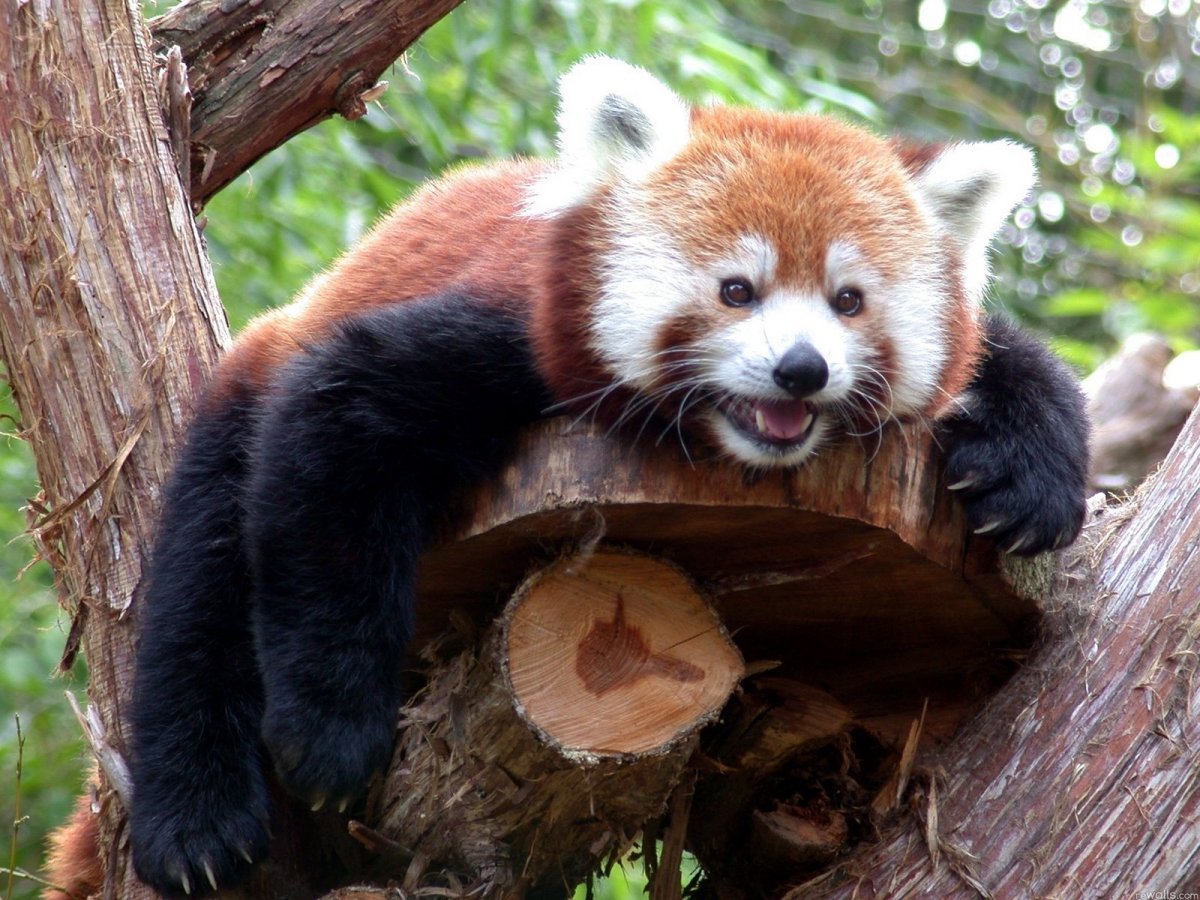 рыжая панда фото
