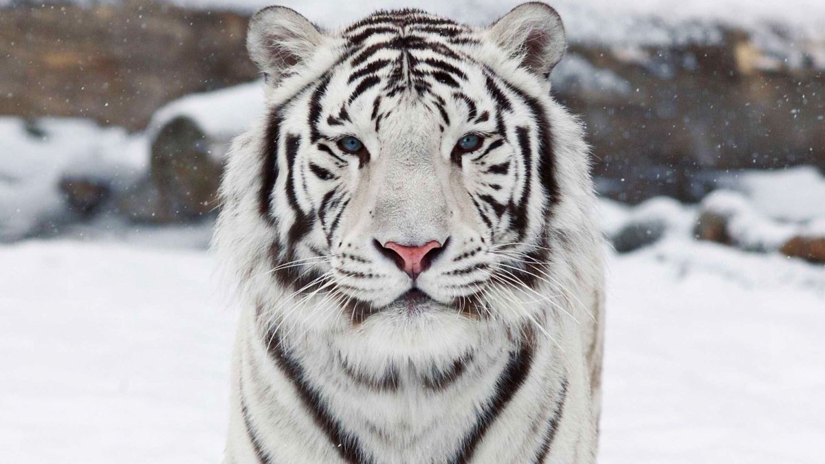 Белый тигр красивые картинки