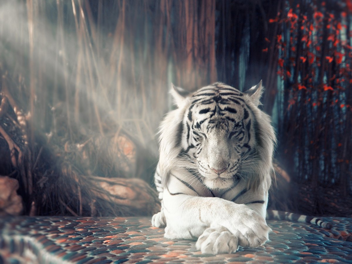 Белый тигр фильм Индия