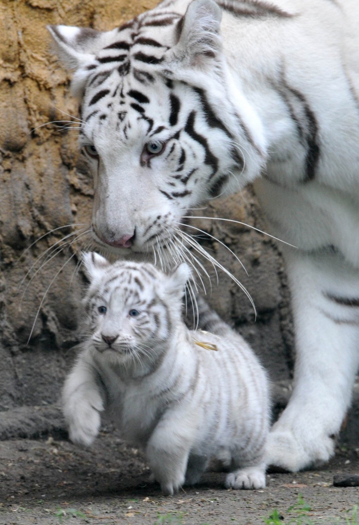 Белый тигр альбинос