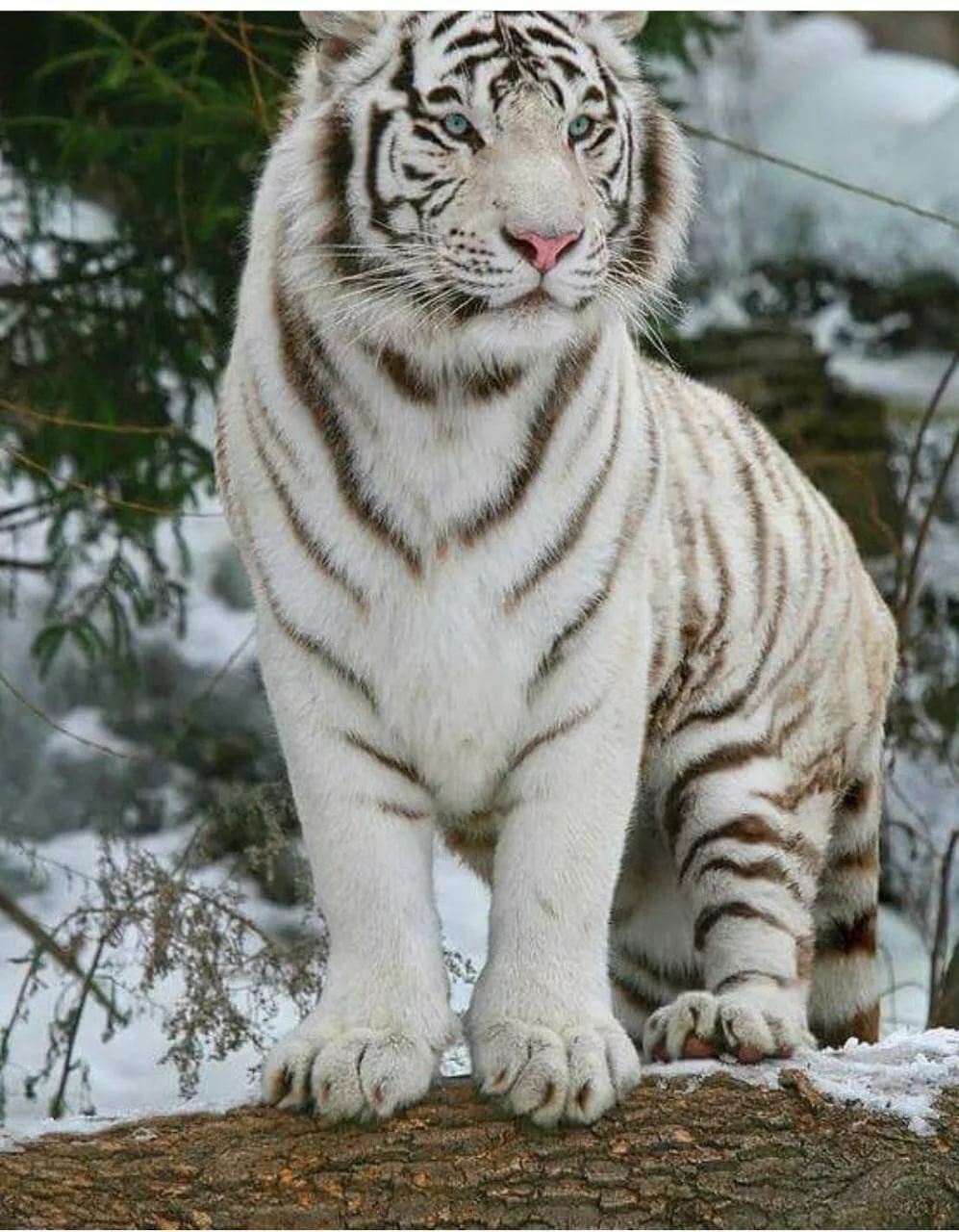 Уссурийский тигр белый тигр