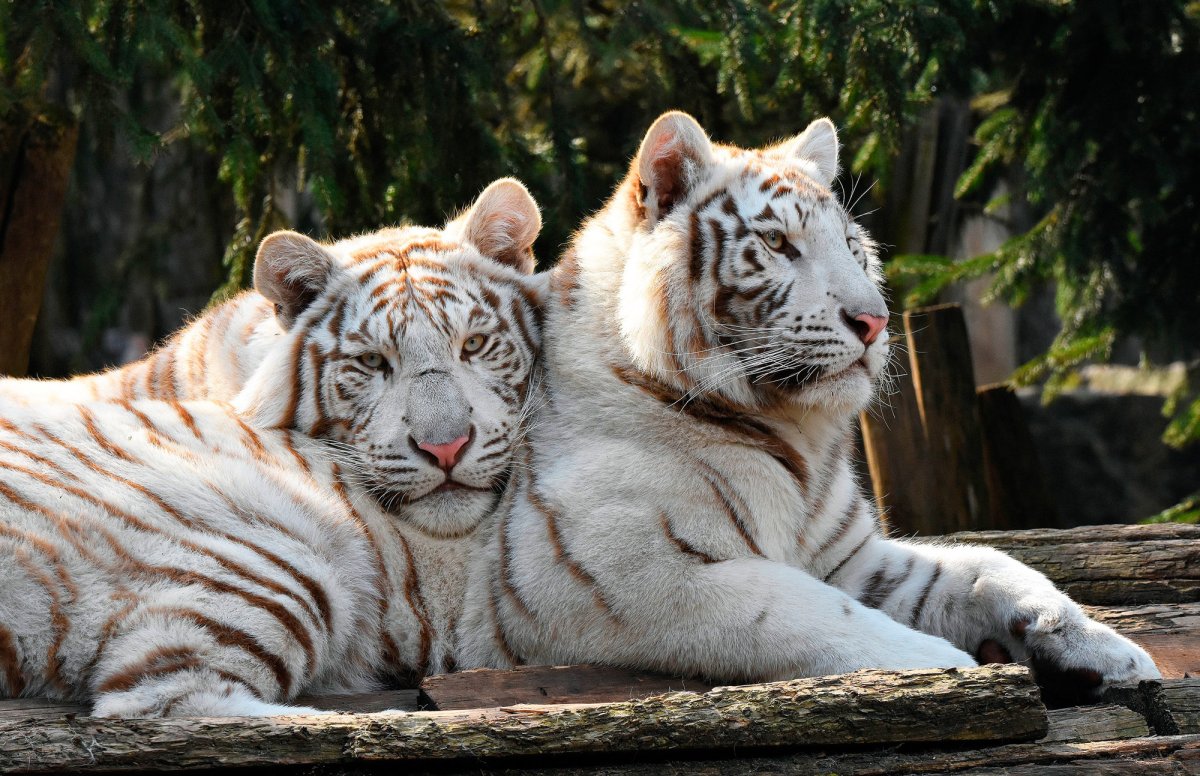 Амурский тигр белый с тигрицей