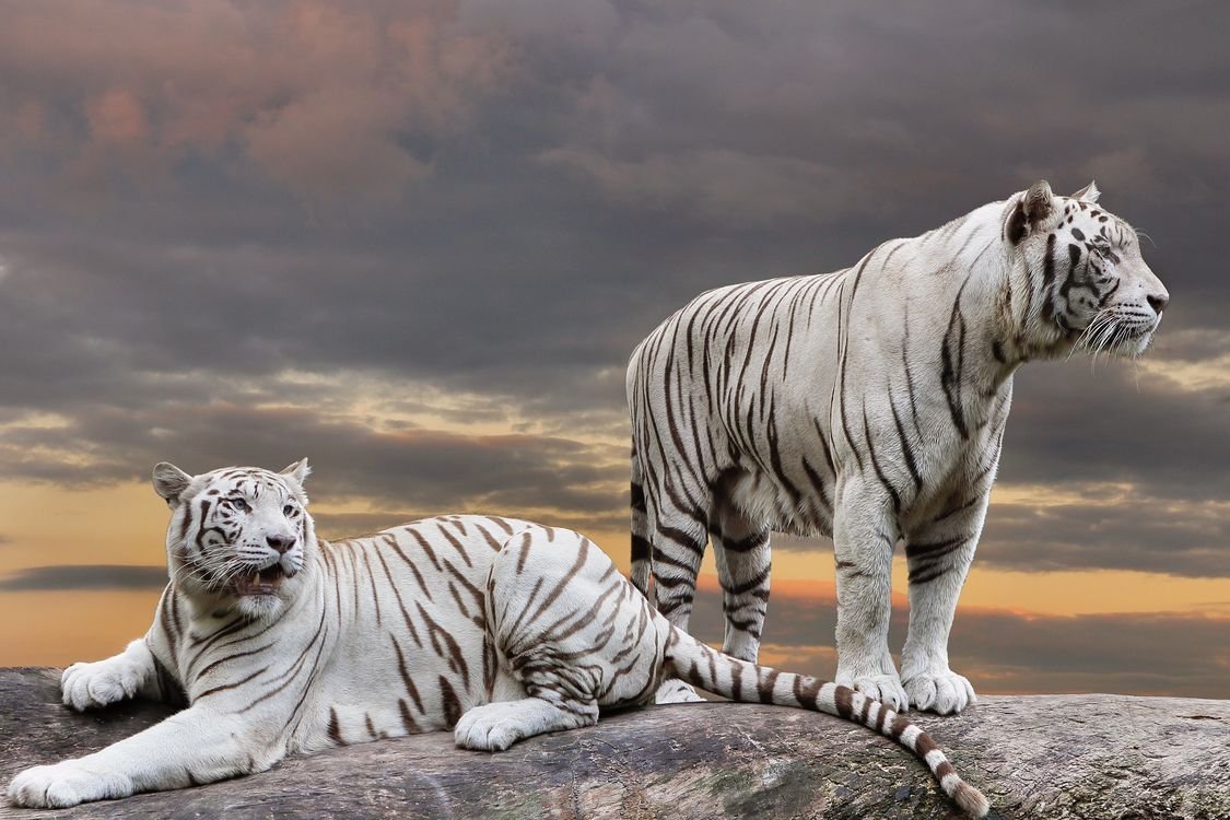 Фото белого тигра в хорошем качестве