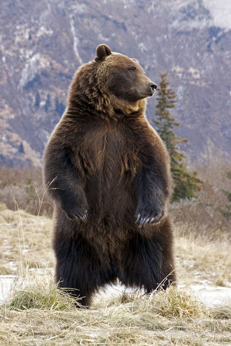 Покажи фотографию медведя