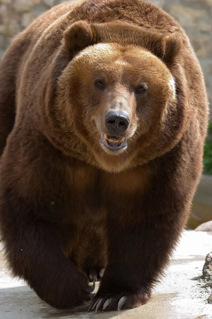 показать фото медведя