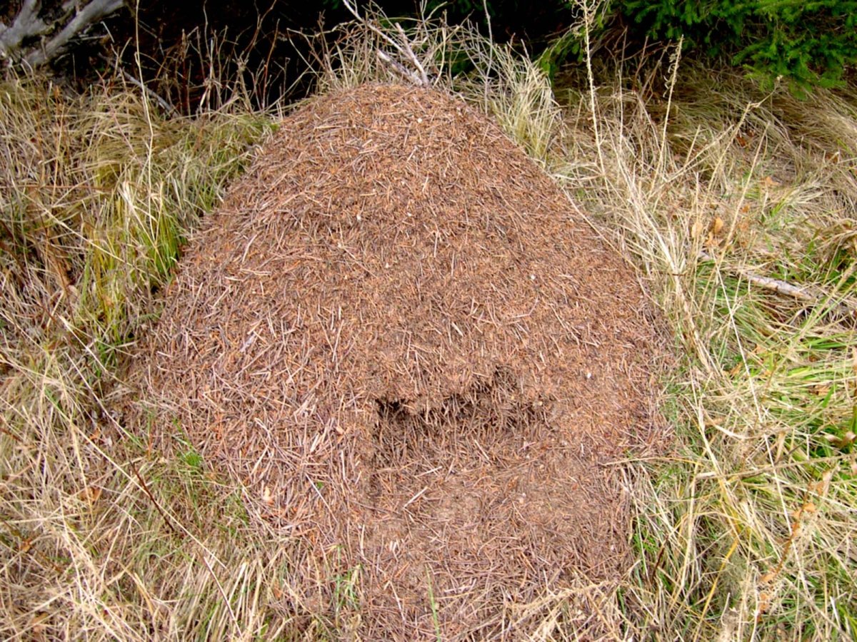 Муравейник муравьиный дом