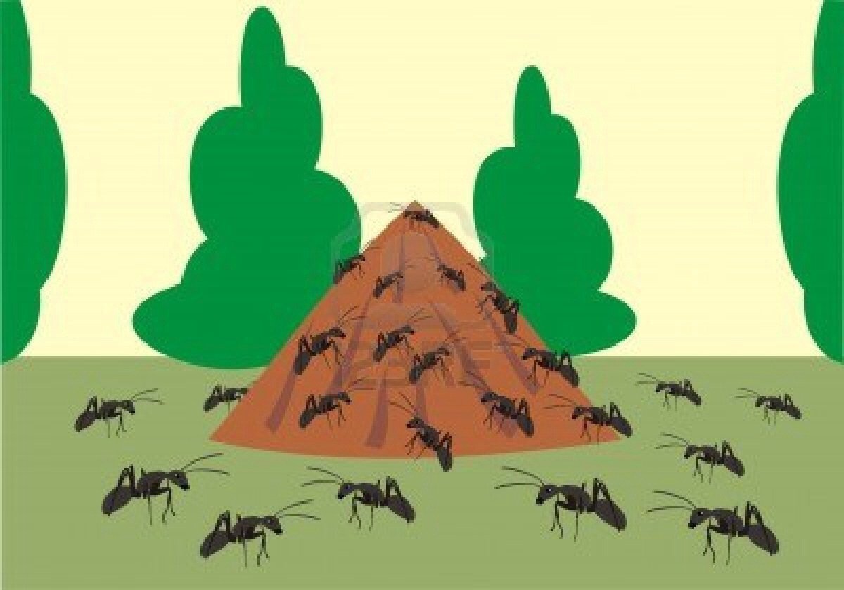 Дом муравьев для дошкольников