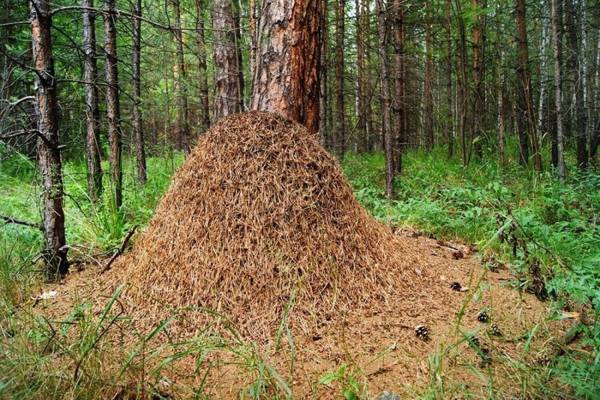 Муравейник картинка детям