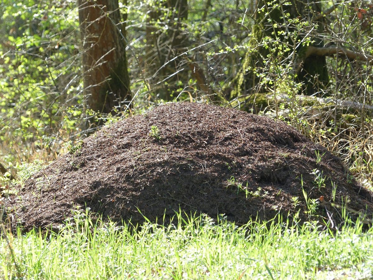 Гнездо лесных муравьев