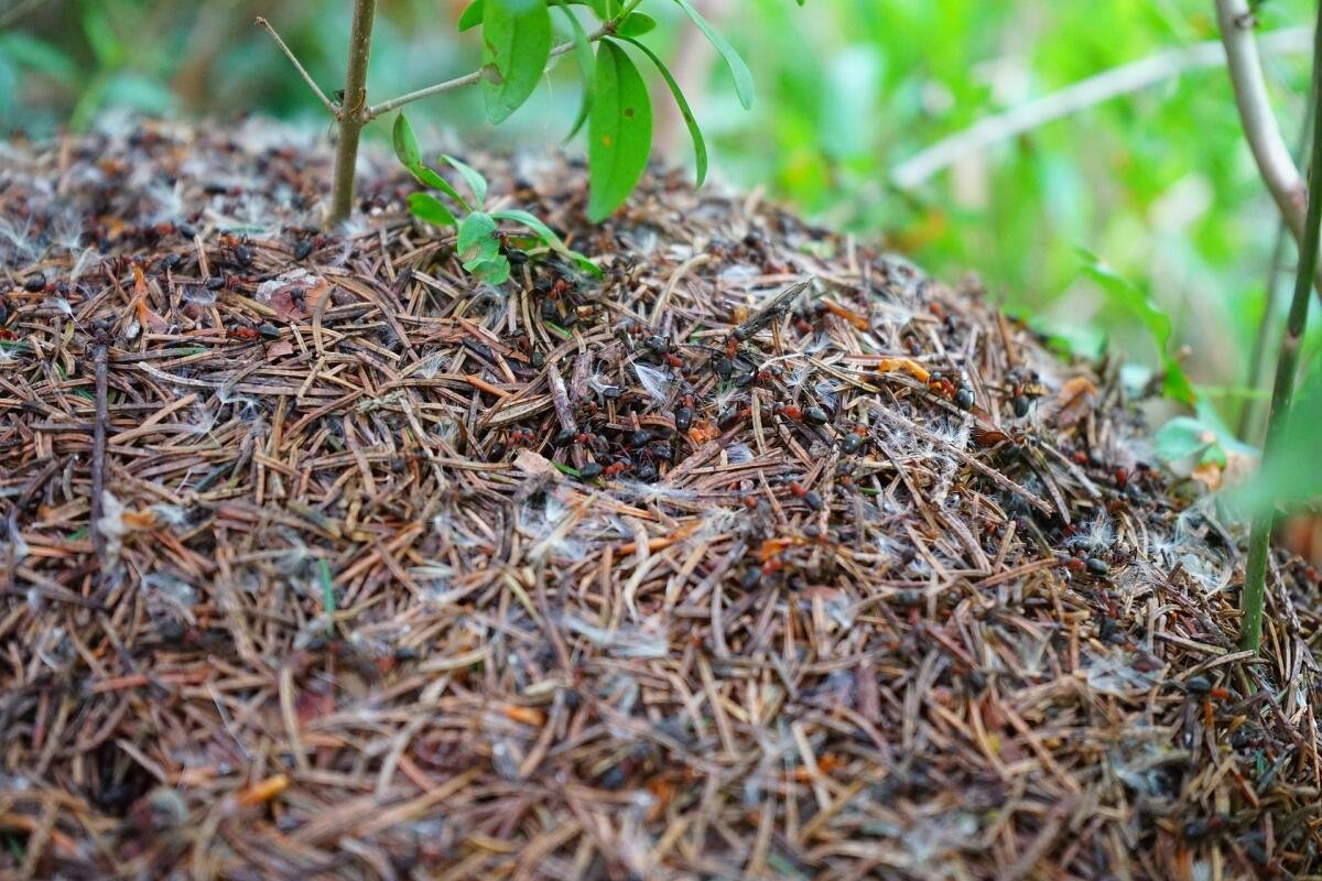 Муравейник лесных муравьев