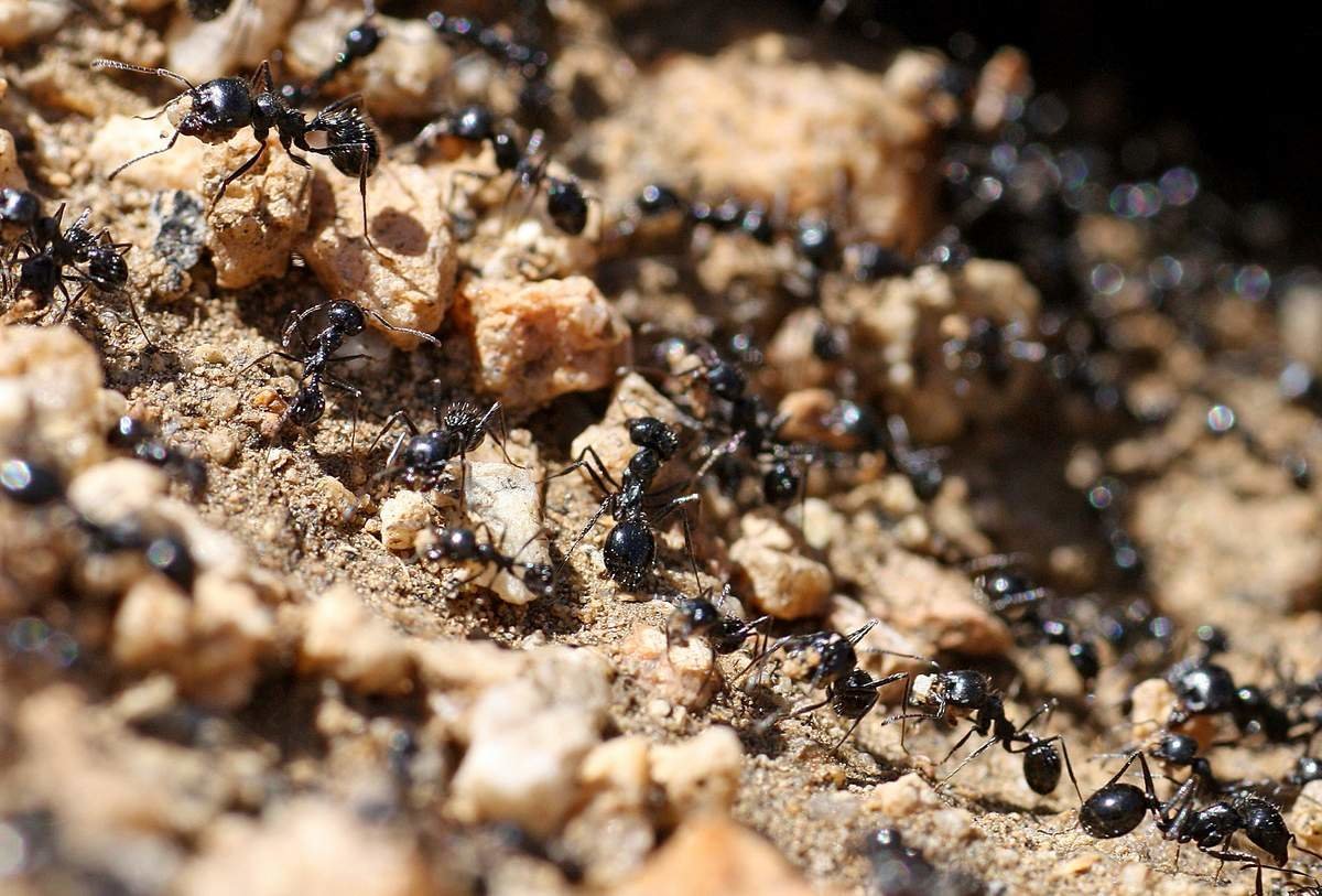Муравейник для муравьев