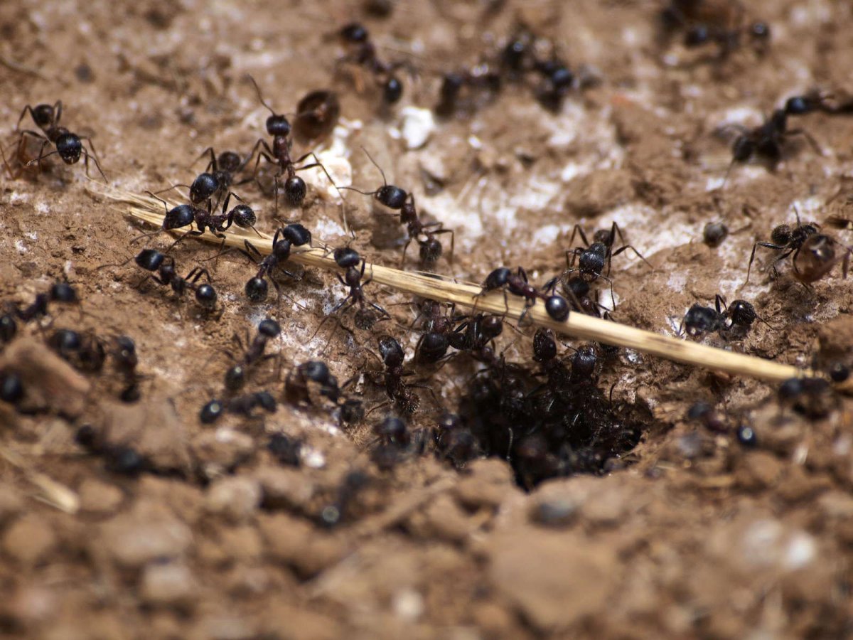 Муравейник для муравьев