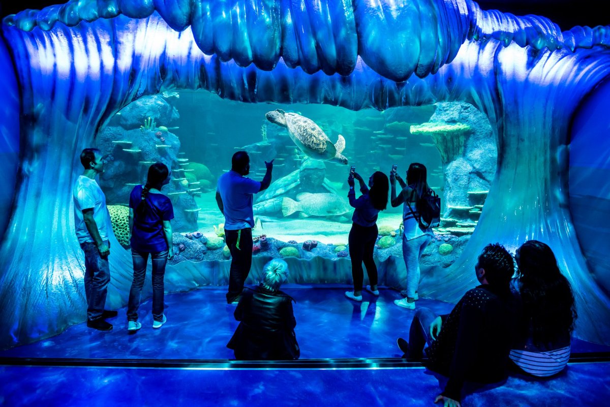 Сиднейский аквариум «морская жизнь»