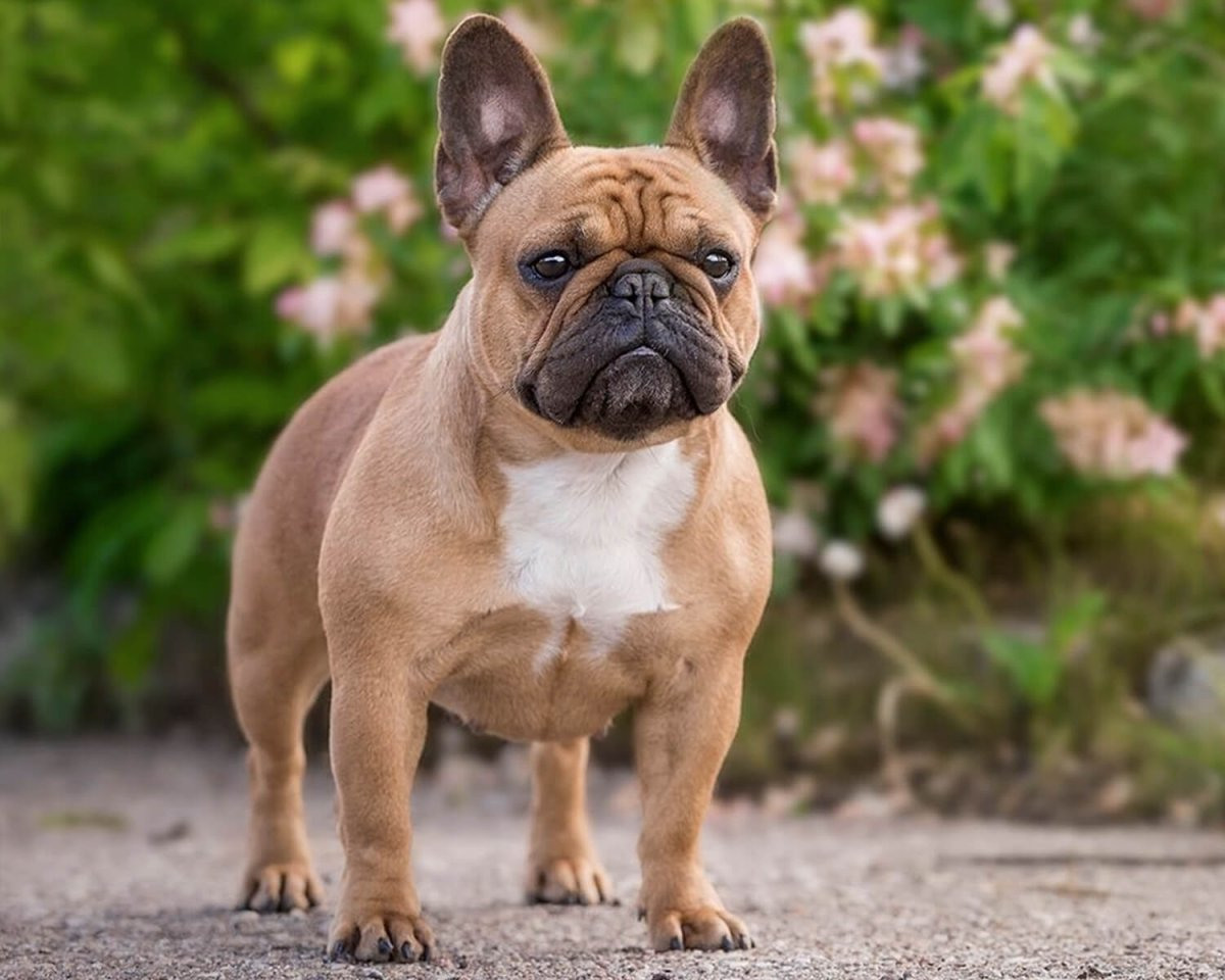 Французский бульдог мини фото взрослой собаки