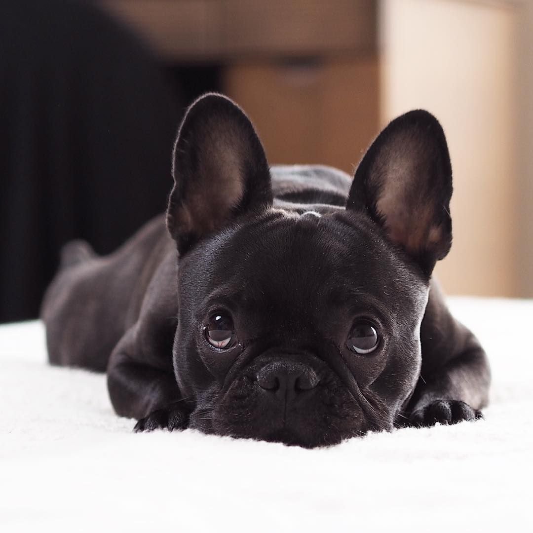 Французский бульдог черный щенок фото