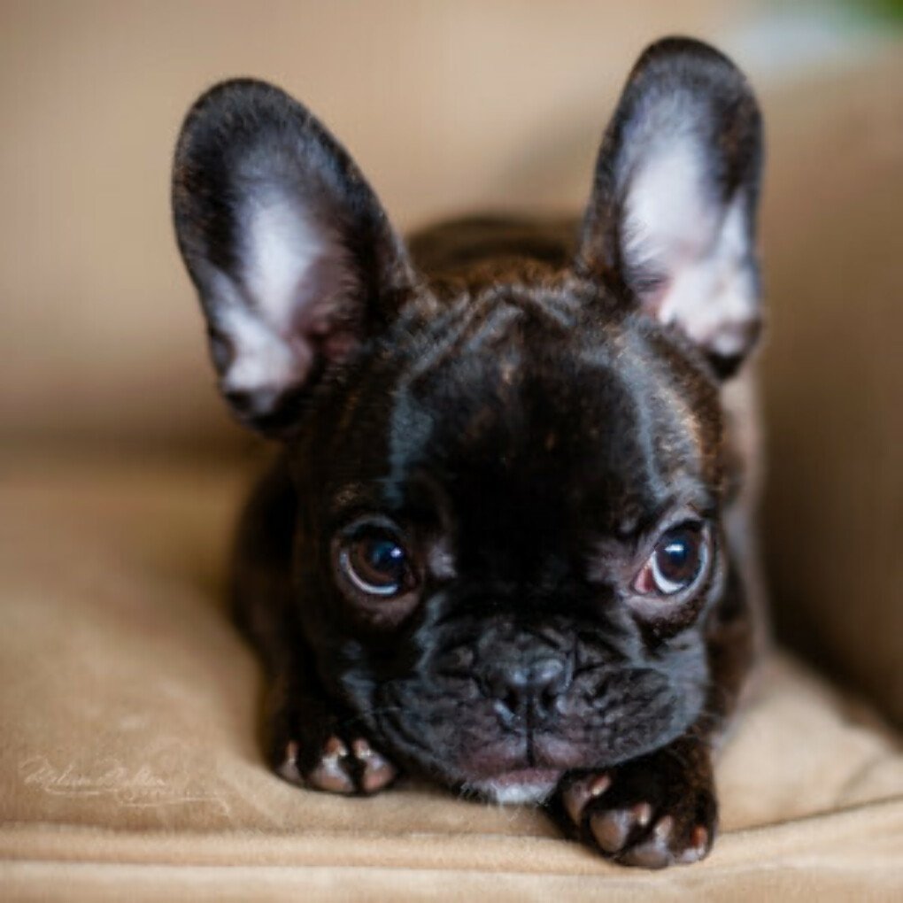 Фото французский бульдог фото щенки