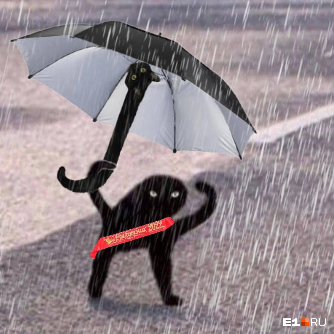 Зонт с котом
