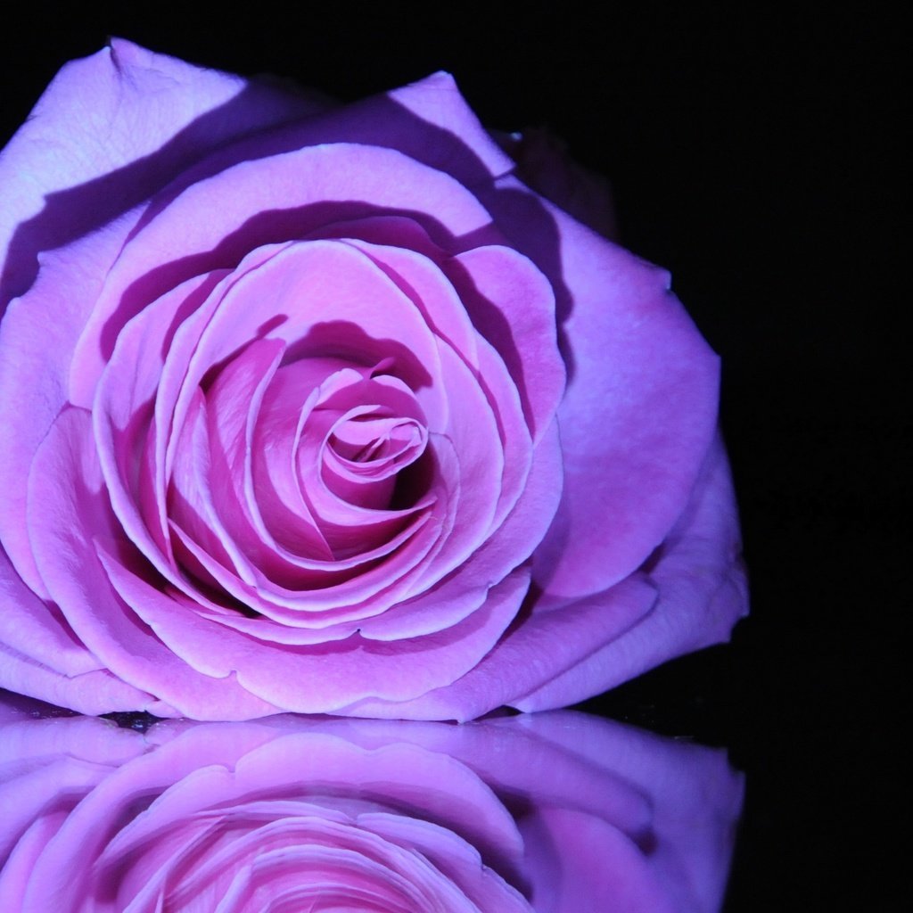 Блестящая фиолетовая роза