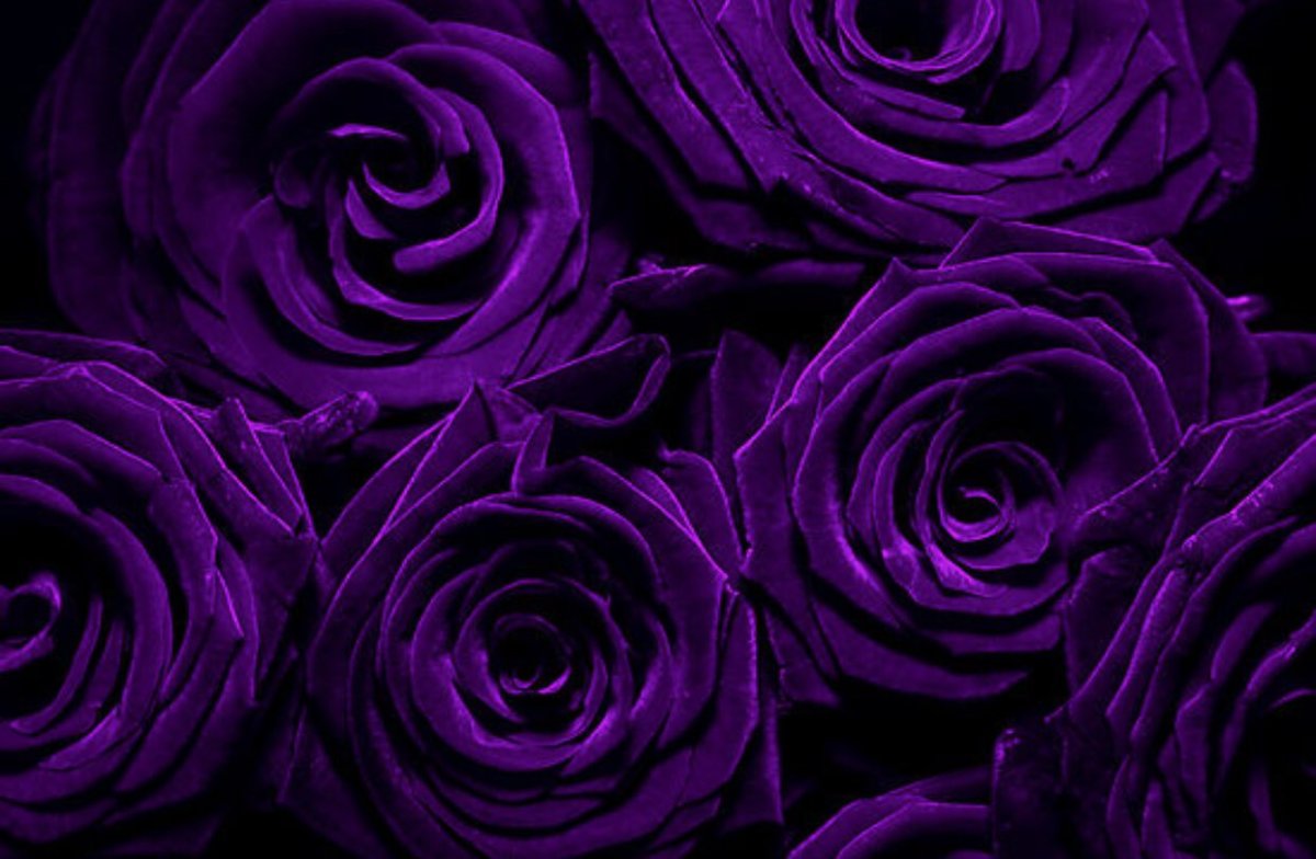 Много Фиолетовых Цветов
