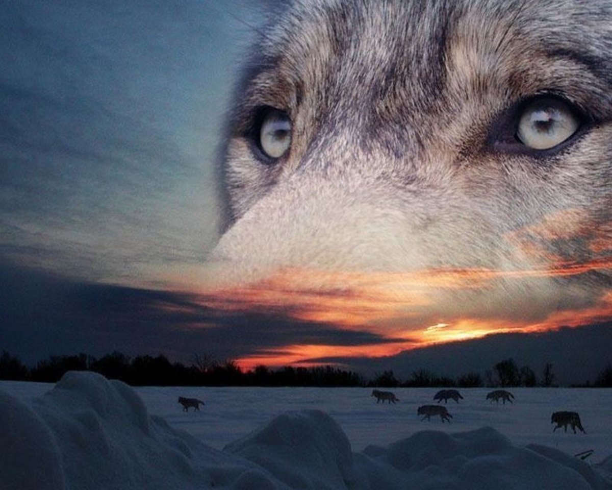 клип стим одинокий волк фото 115