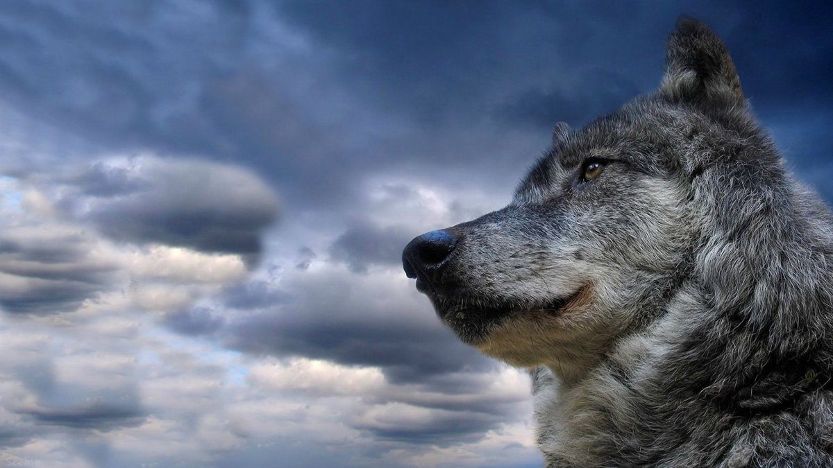 фото одинокого волка на аватарку