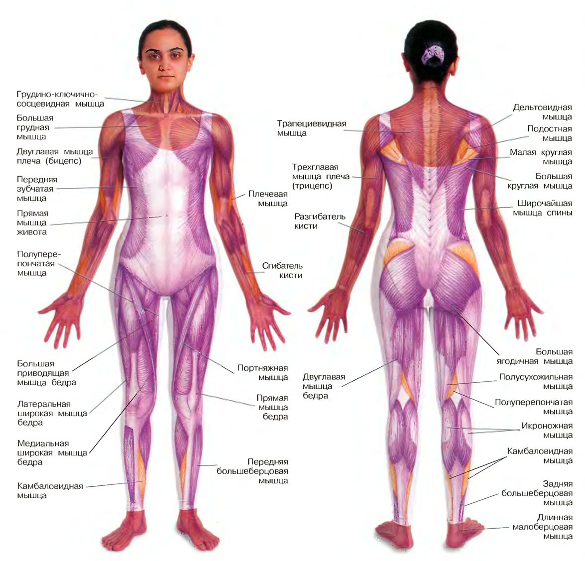 Мышцы человека схема с названиями анатомия