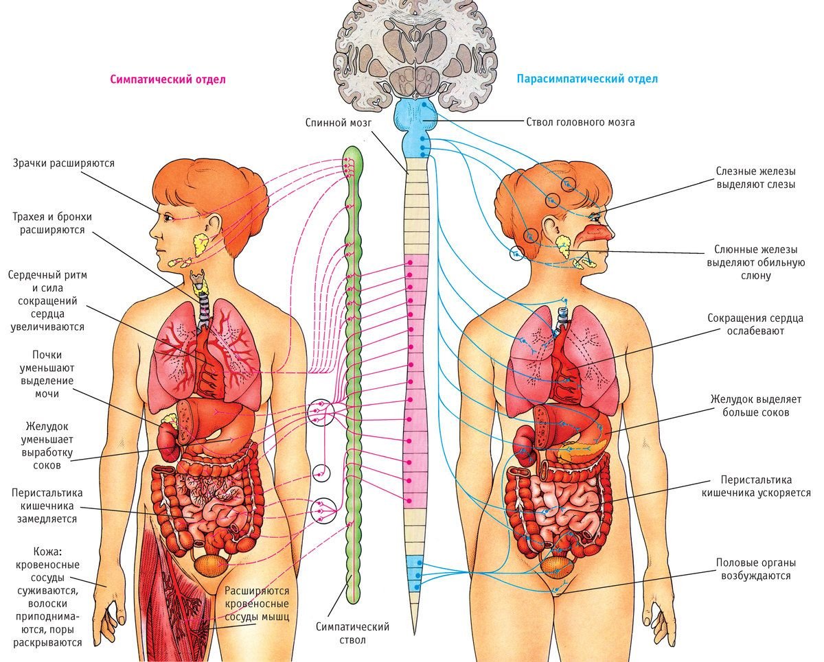 Схема строения тела человека с внутренними органами