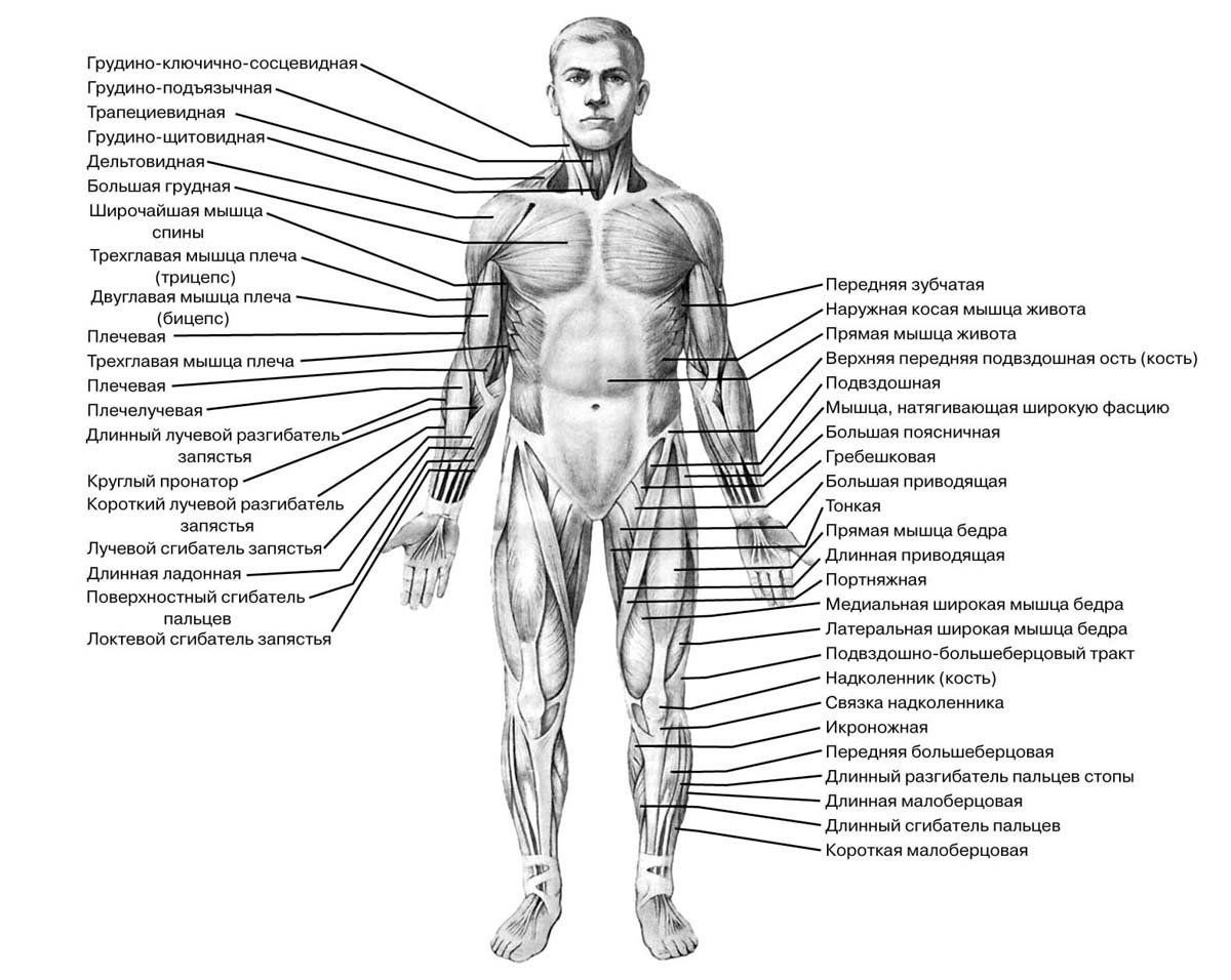 Рисунок скелетных мышц человека