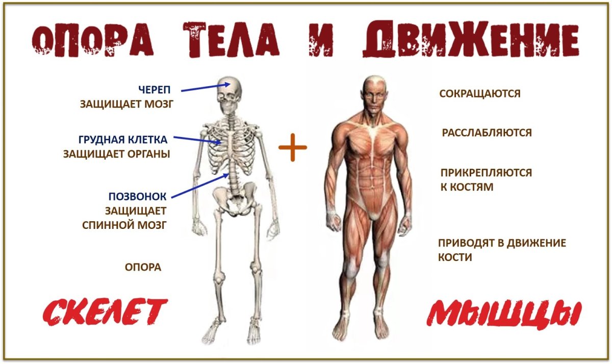 Скелет и мышцы человека для детей