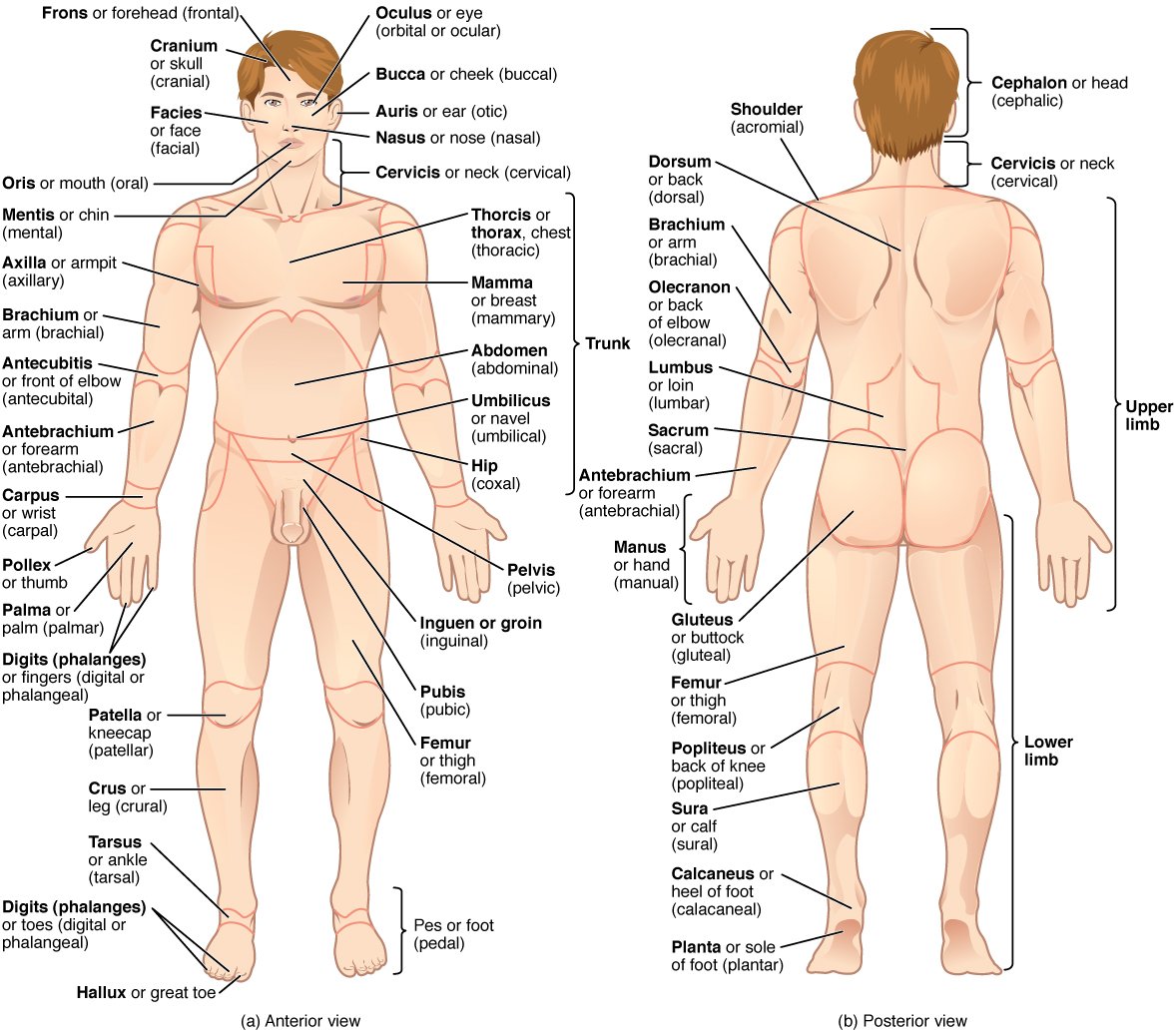 Анатомия человека части тела