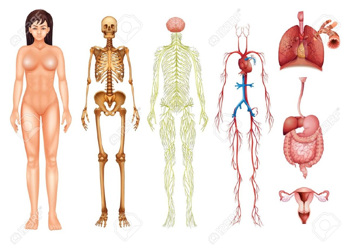 Строение человека анатомия человека картинки