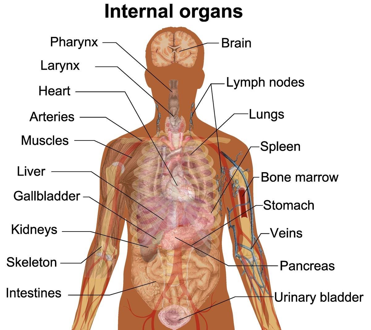 Human body Parts and Internal Organs