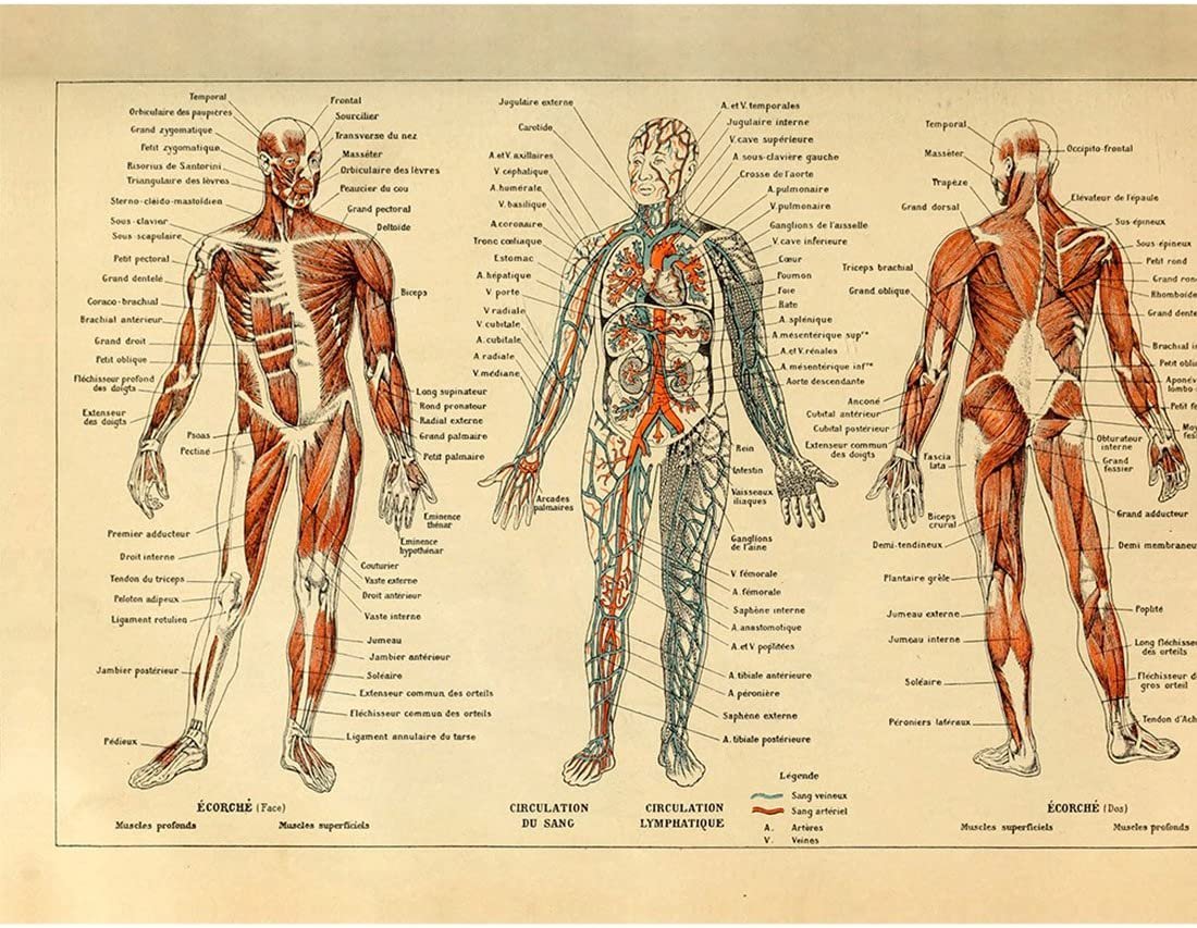 Скелетная система человека плакат