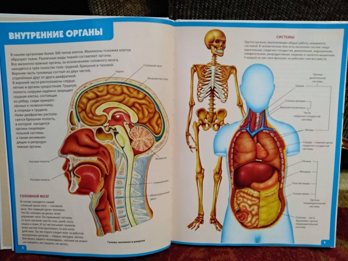 Детская анатомия в картинках