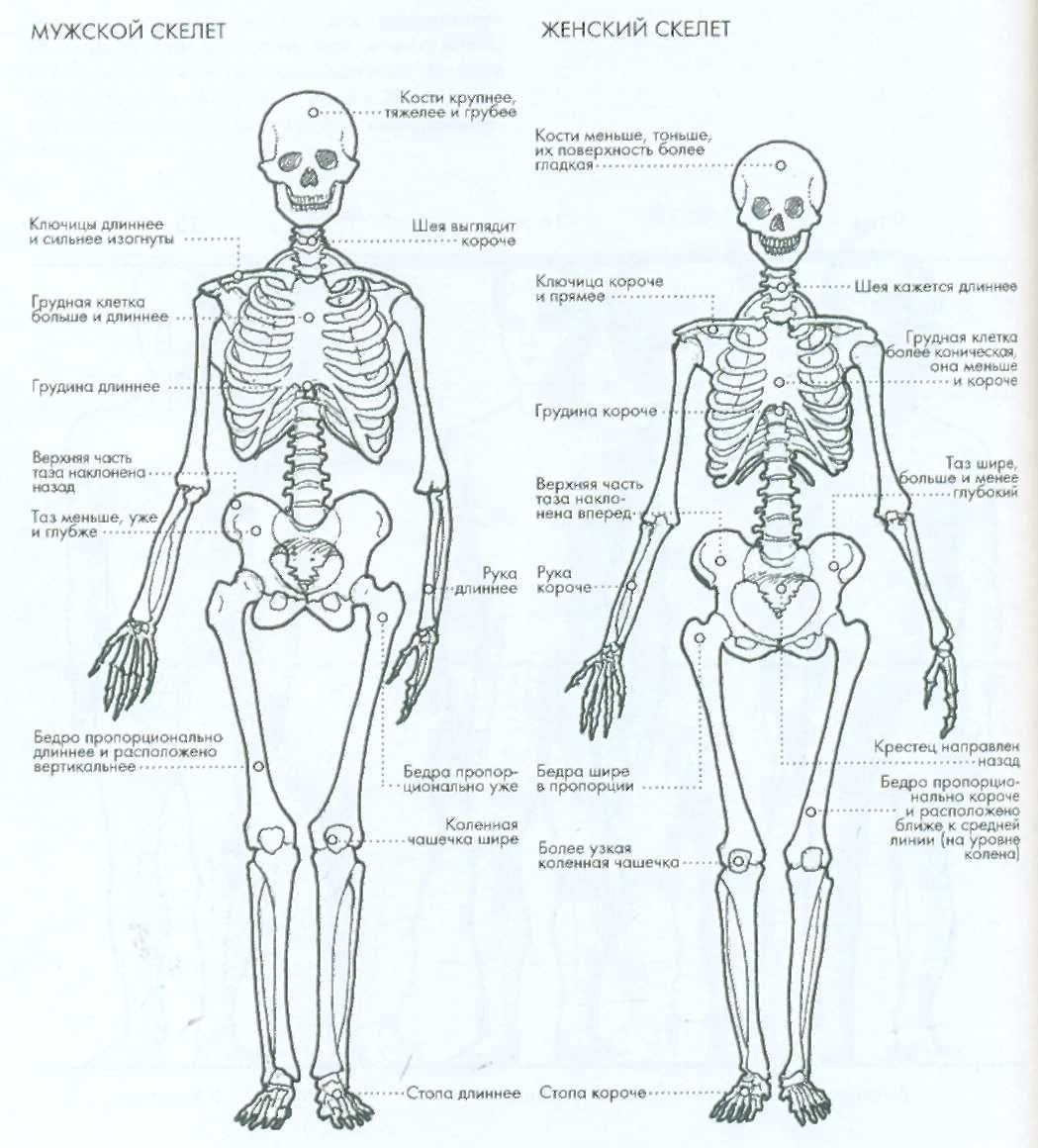 Картинки строение женского скелета