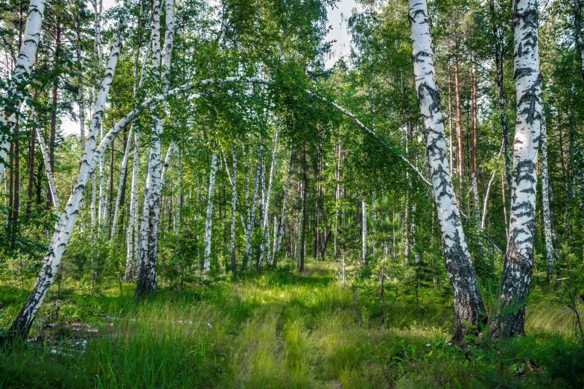 Русский лес картинки красивые