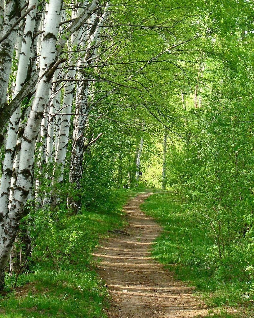 Летний лес картинки