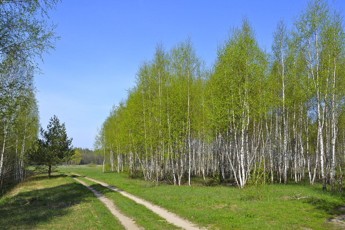 Молодой лес картинки