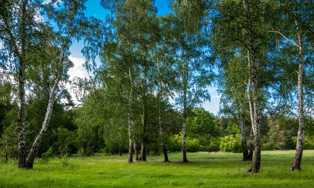 Русский лес картинки красивые