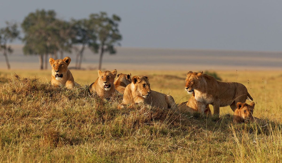Львиный Прайд Африки