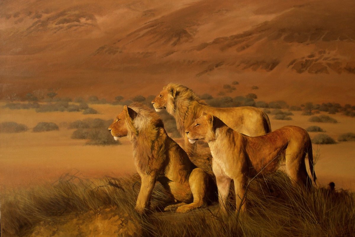 Прайд Львов в Африке