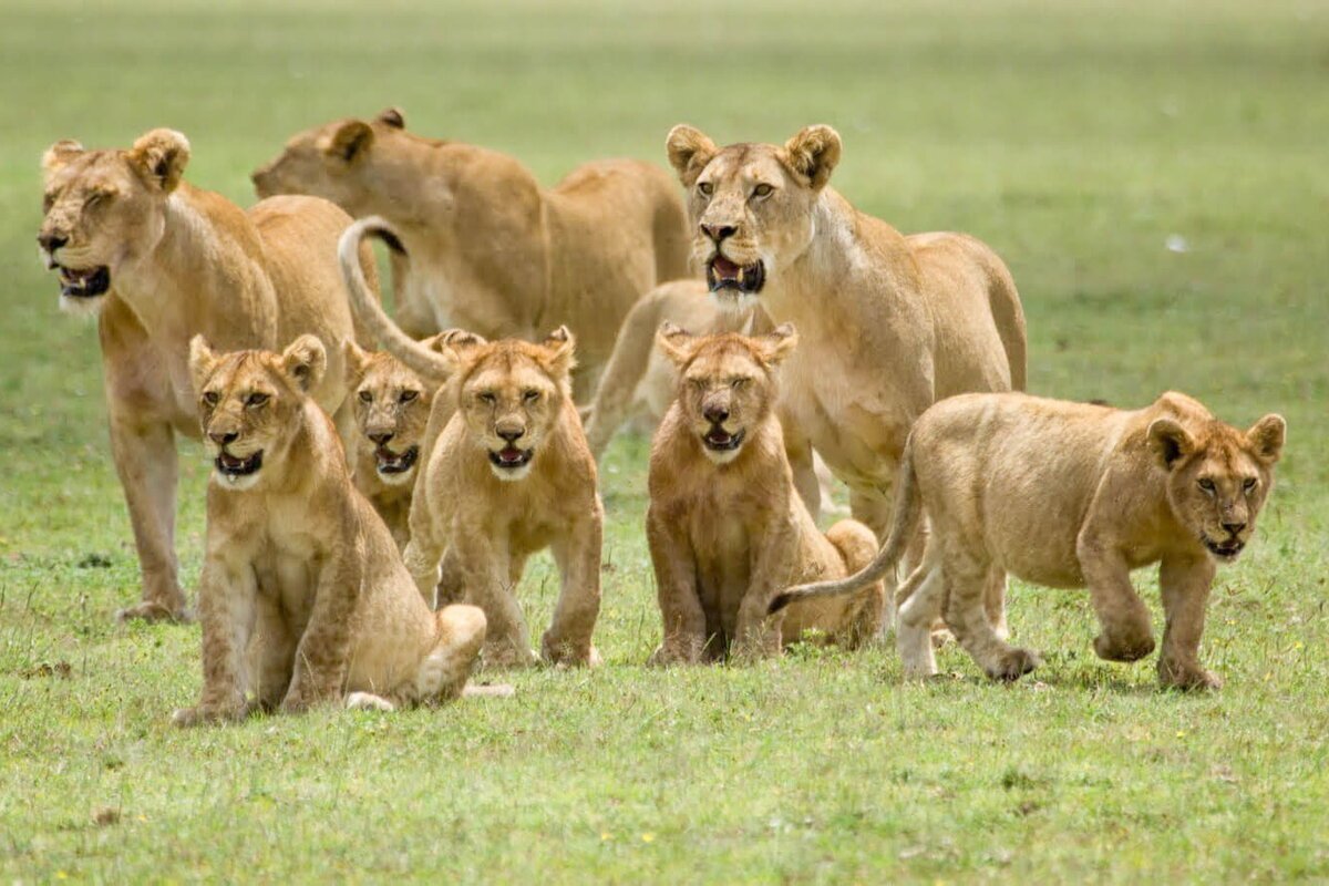 Прайд Львов в Африке