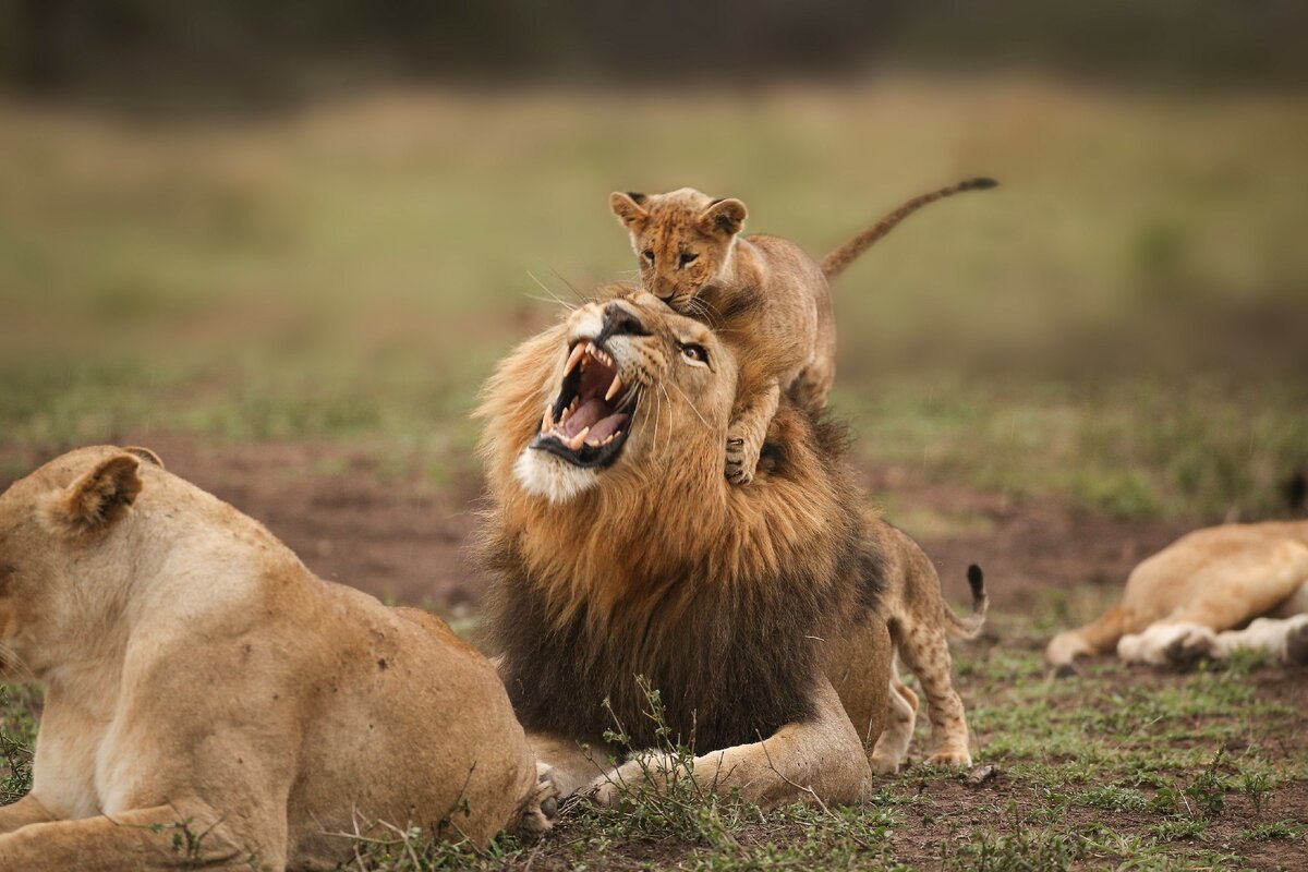 Лев и львицы Прайд