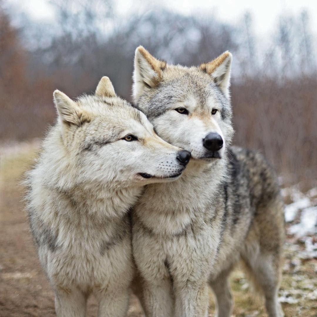 картинки любящих волков
