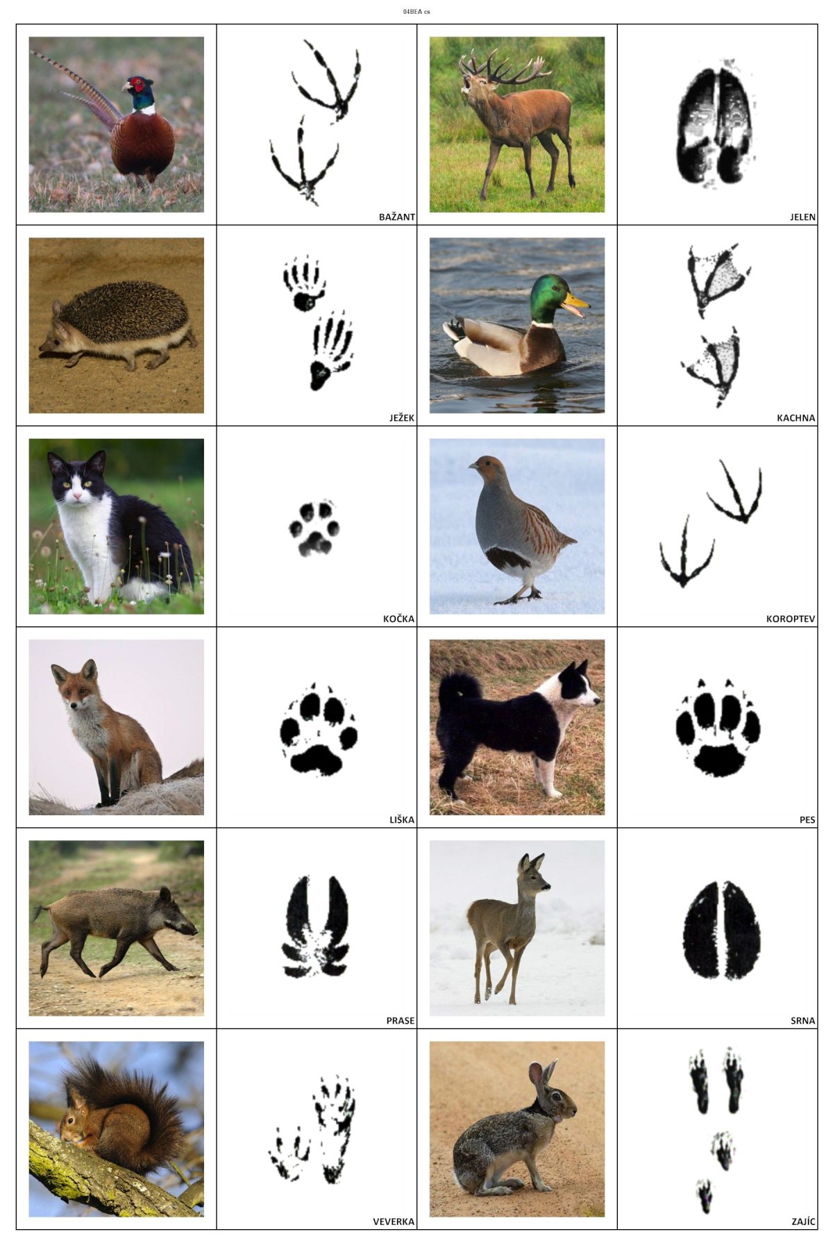картинки следов животных и птиц