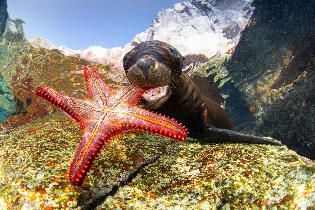 Морские жив. Морские животные. Подводные животные. Красивые подводные обитатели. Жители моря.