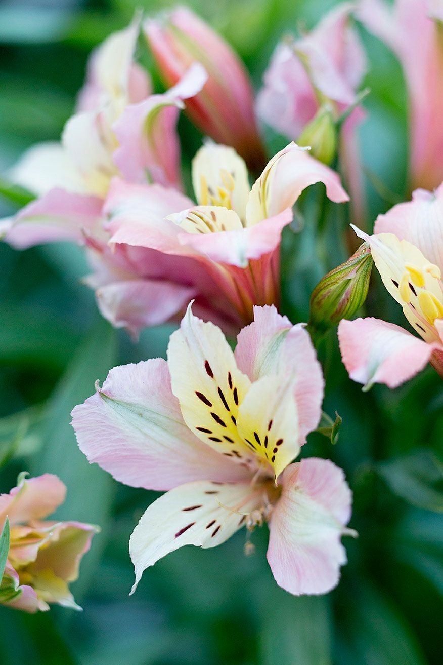 Alstroemeria Pelegrina