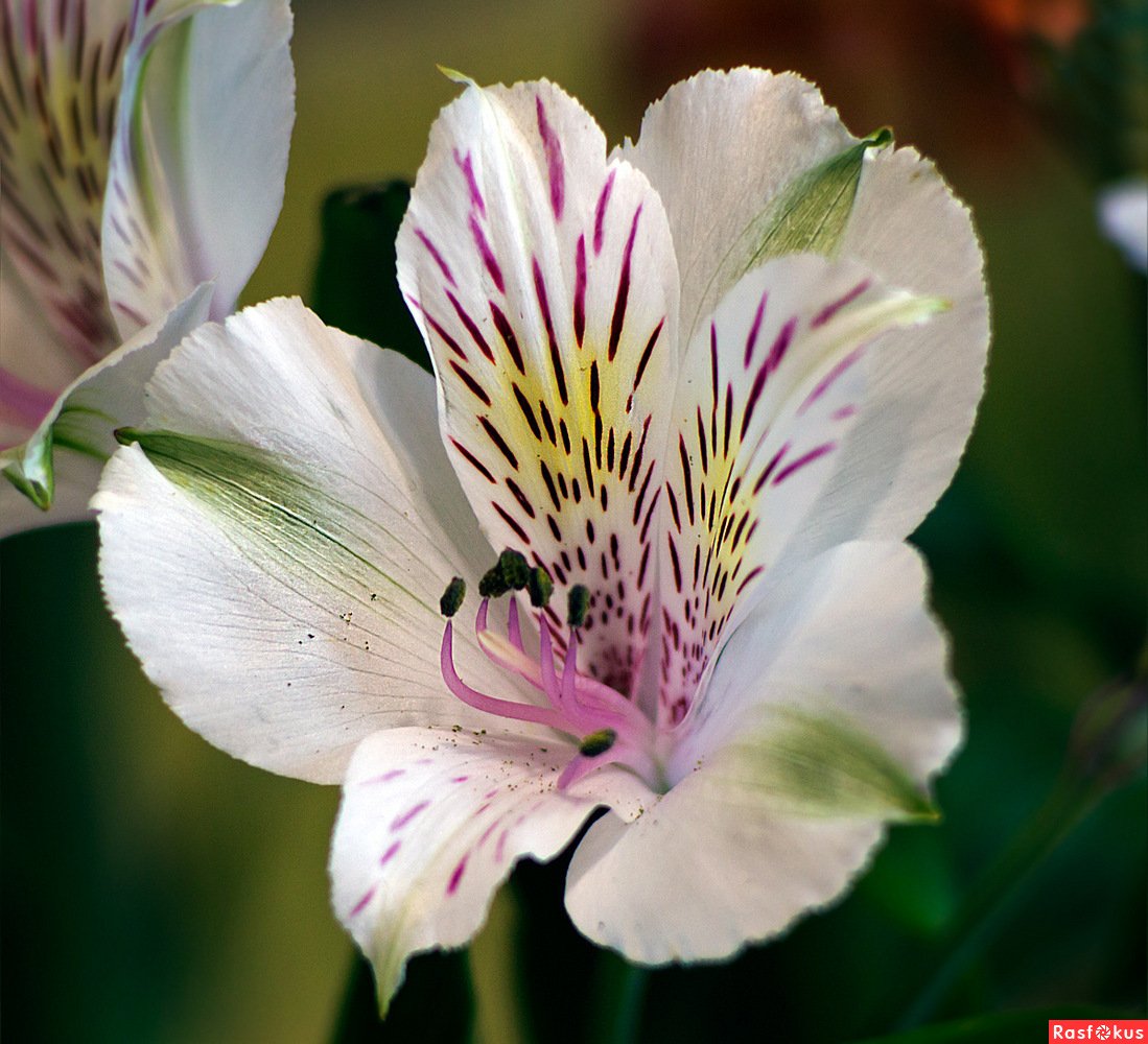 Alstroemeria Pelegrina