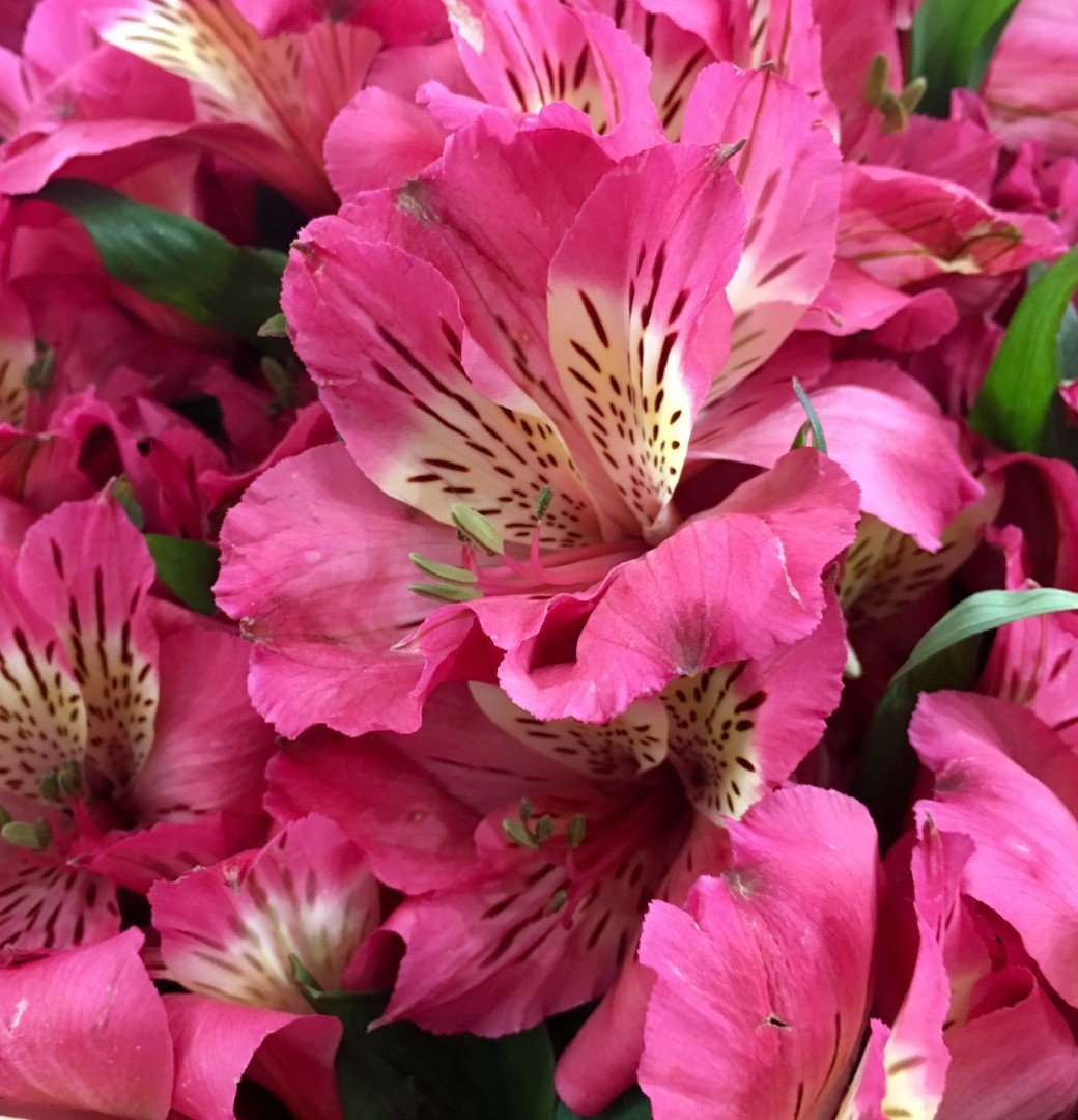 Alstroemeria Pelegrina